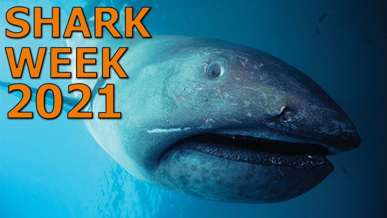 Shark Week 2021: What, when and how to watch