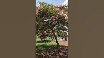 القران الكريم بصوت الشيخ المنشاوي رحمه الله