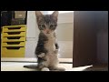 「残念だけど、このままでは難しい・・・」変わった特徴を持って産まれた子猫。そんな子猫の未来を大きく変えた、運命の出会いとは!?【素敵な話】