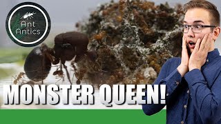BIGGEST QUEEN I HAVE EVER SEEN!  |  Leafcutter - Atta Mexicana Colony Update #1