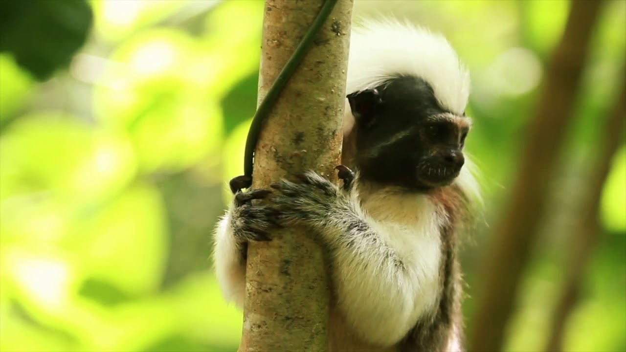 Protección del tití cabeciblanco, tarea de todos