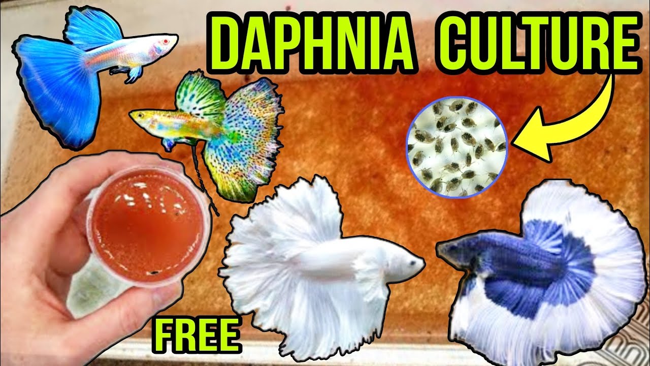 HOW TO CULTURE DAPHNIA WITHOUT STARTER | DAPHNIA FISH FOOD | DAPHNIA CULTURE IN HINDI