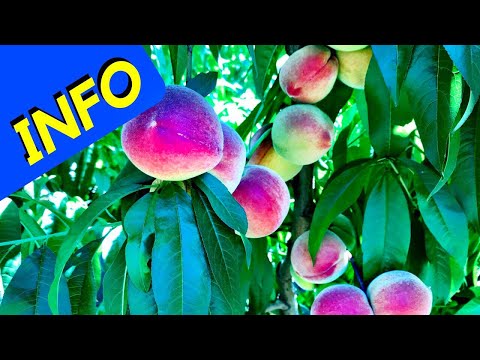 Video: Babcock Peach Fruit – Lumalagong Babcock Peach Trees Sa Home Garden