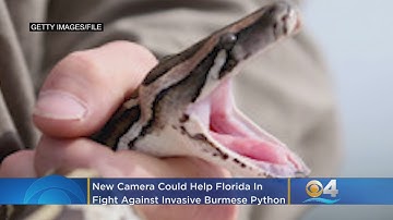 New High Tech Camera Could Help Florida In Fight Against Invasive Burmese Pythons