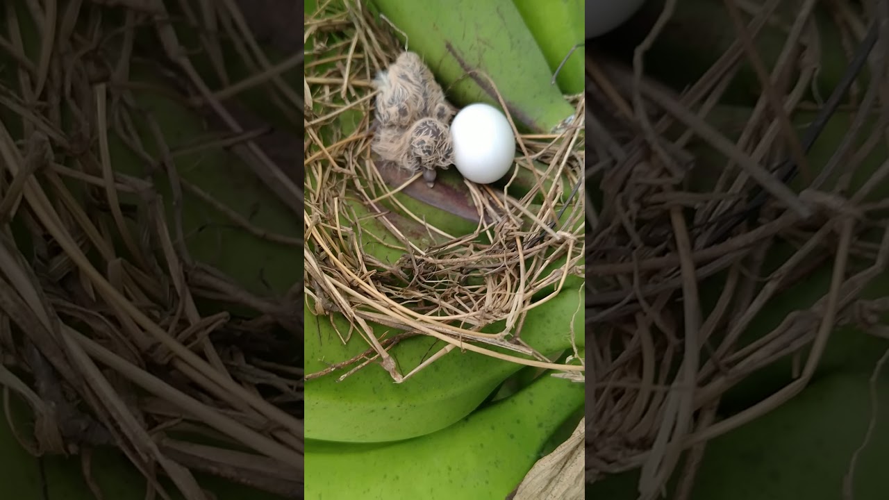 Sarang burung perkutut 