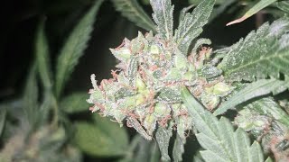 Week 6 flower look at buds incredible bulk gg4 dozy doz strains π€ π₯³ π€π₯³