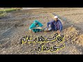 Garlic farming in Pakistan Lehsen Ki Kashat /Mozzam Saleem