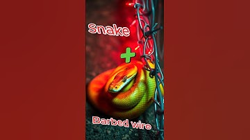 What If a Snake Was Made of Razor Wire 😉#shorts #animals