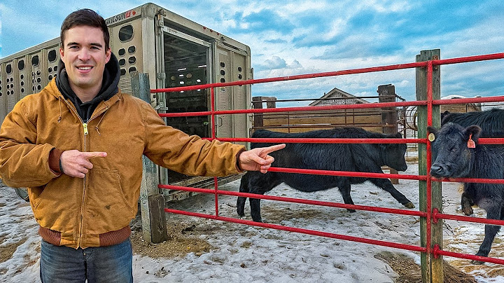 Starting A Cattle Business From Scratch