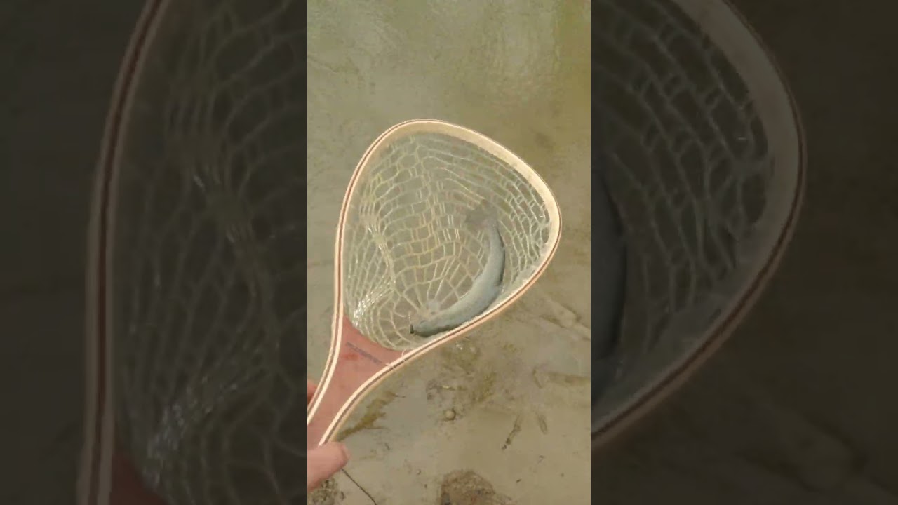 Pinpoint cast = Rainbow TROUT 