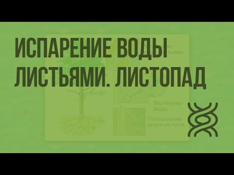 Испарение воды листьями. Листопад. Видеоурок по биологии 6 класс