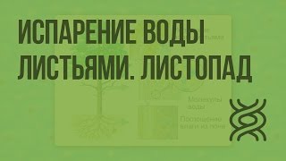 Испарение воды листьями. Листопад. Видеоурок по биологии 6 класс