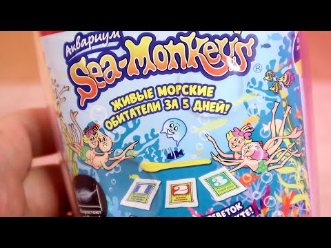 Морские Обезьянки Живые Существа из икринок Sea Monkeys   Артемии