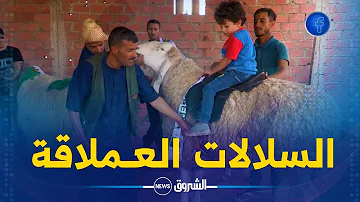 #مـــوال من #باتنة ..الكبش العملاق" فحالي".. أحسن كبش في 58 ولاية 🐑🐏