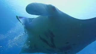 Manta ray cleaning station, Raja Ampat