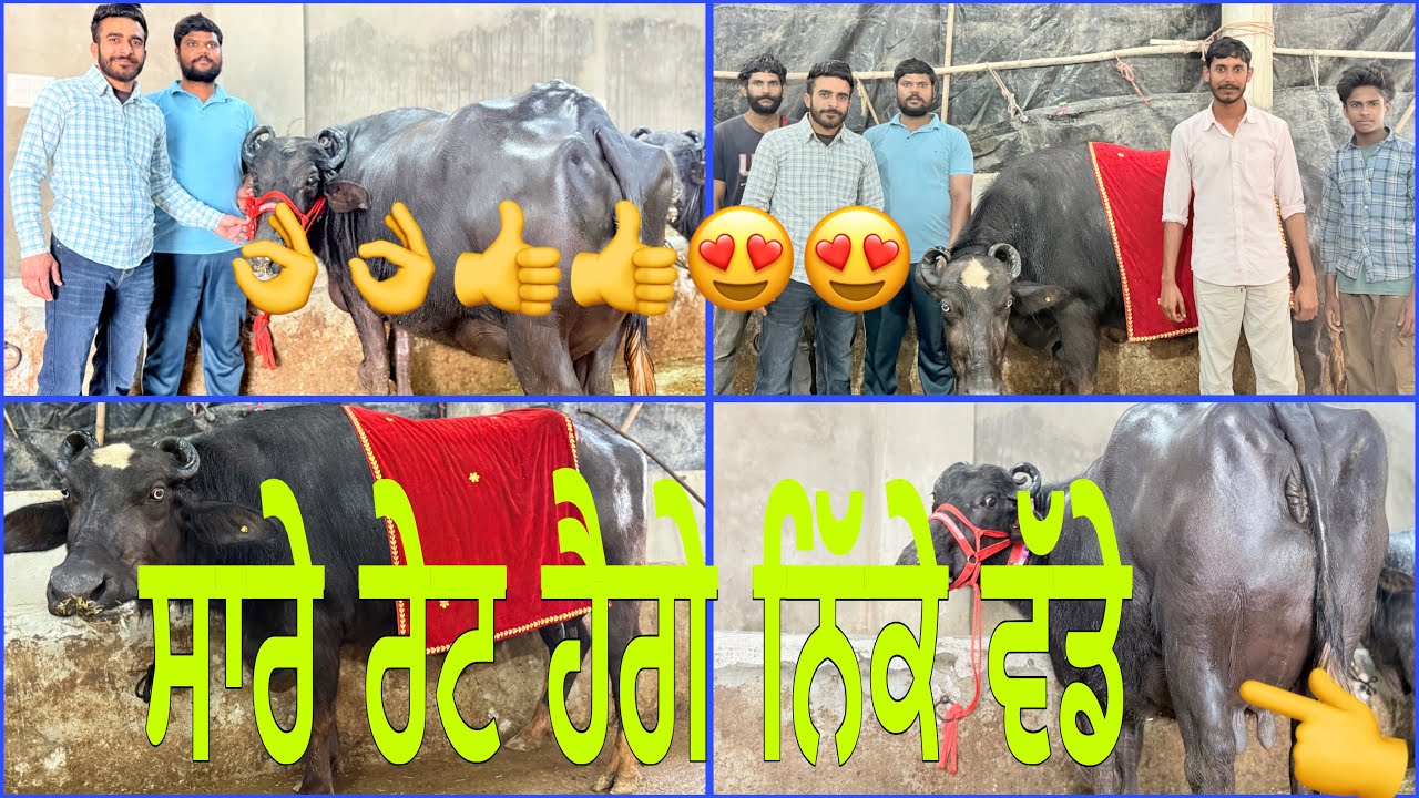 26 ਫਰਵਰੀ 2026 ਫ਼ੋਨ 8427407053👈 ਮਾਣਾ ਡੇਰੀ ਫਾਰਮ ਪਿੰਡ ਭੋਮਾ ਅੰਮ੍ਰਿਤਸਰ ਚਿੱਟੀਆਂ ਅੱਖਾਂ ਦੀ ਤਾਜੀ ਸੂਈ 🔥🔥👌👌🔥🔥