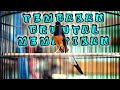 Pancingan Emosi Murai Batu Suara Kasar Bikin Murai Langsung Nyaut Dan Bongkar Isian Mp3 - Mp4 Download