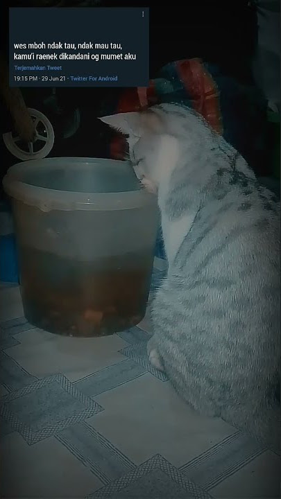 Story wa geger geden masokkk masseh
