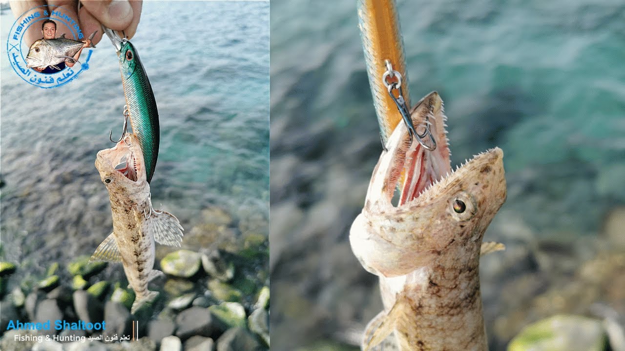 كاستينج باراكودا وبياض وتجربه العدة الجديده ( قصبه + ماكينه + طعوم صناعيه )