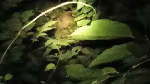 yos hav tua qaib qus tua yij