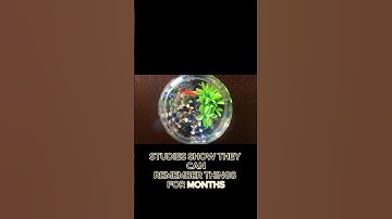 Do Goldfish Really Have 3-Second Memories