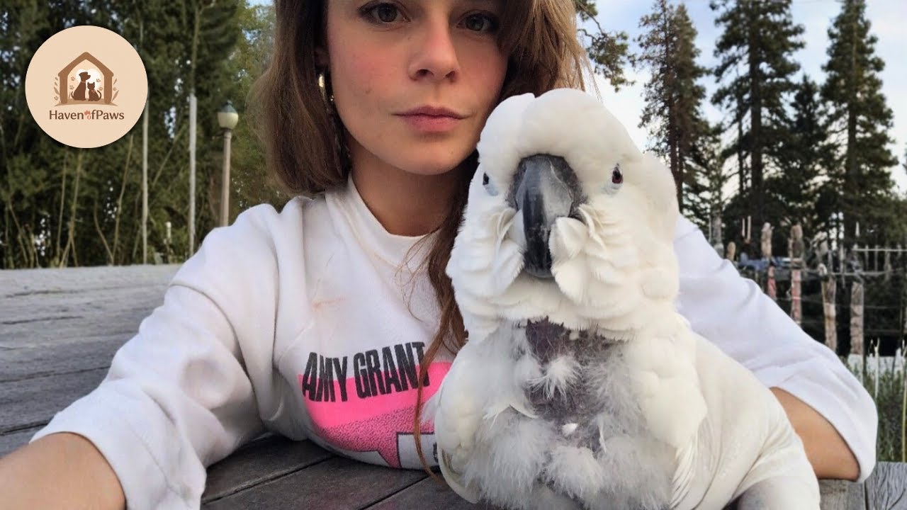 This Rescue Cockatoo Thinks She’s a Pop Star!