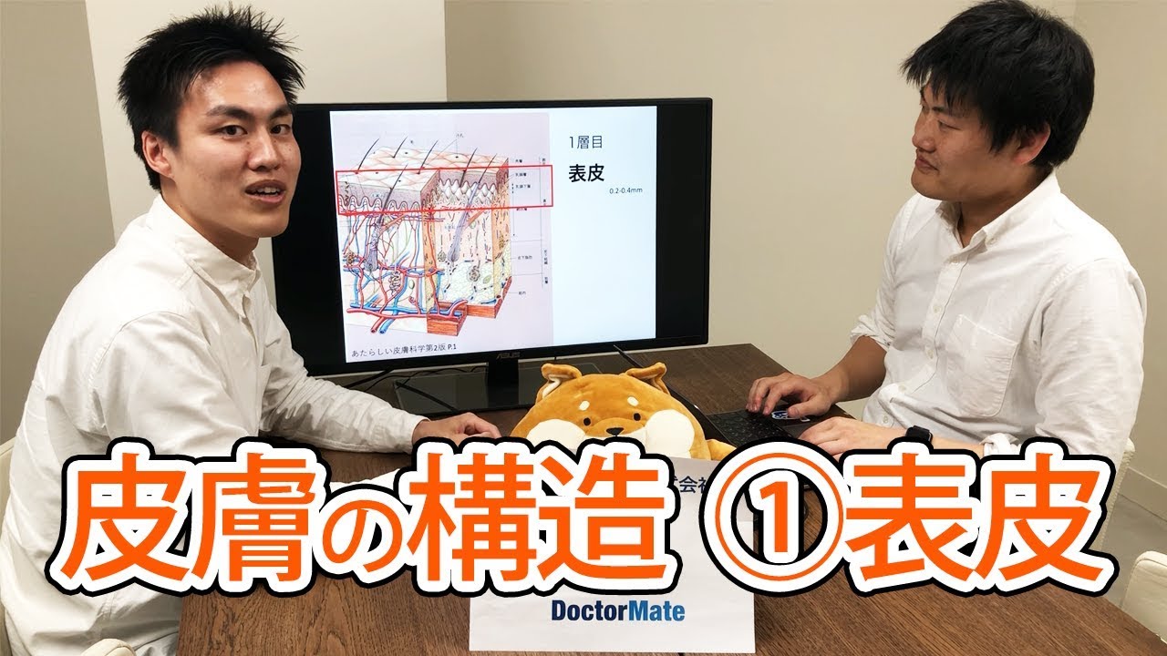 皮膚の構造 表皮 Youtube