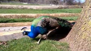 Longstreet Farm Peacock