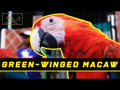Video: Adakah macaw bersayap hijau terancam?