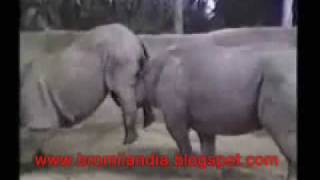 videos graciosos de animales