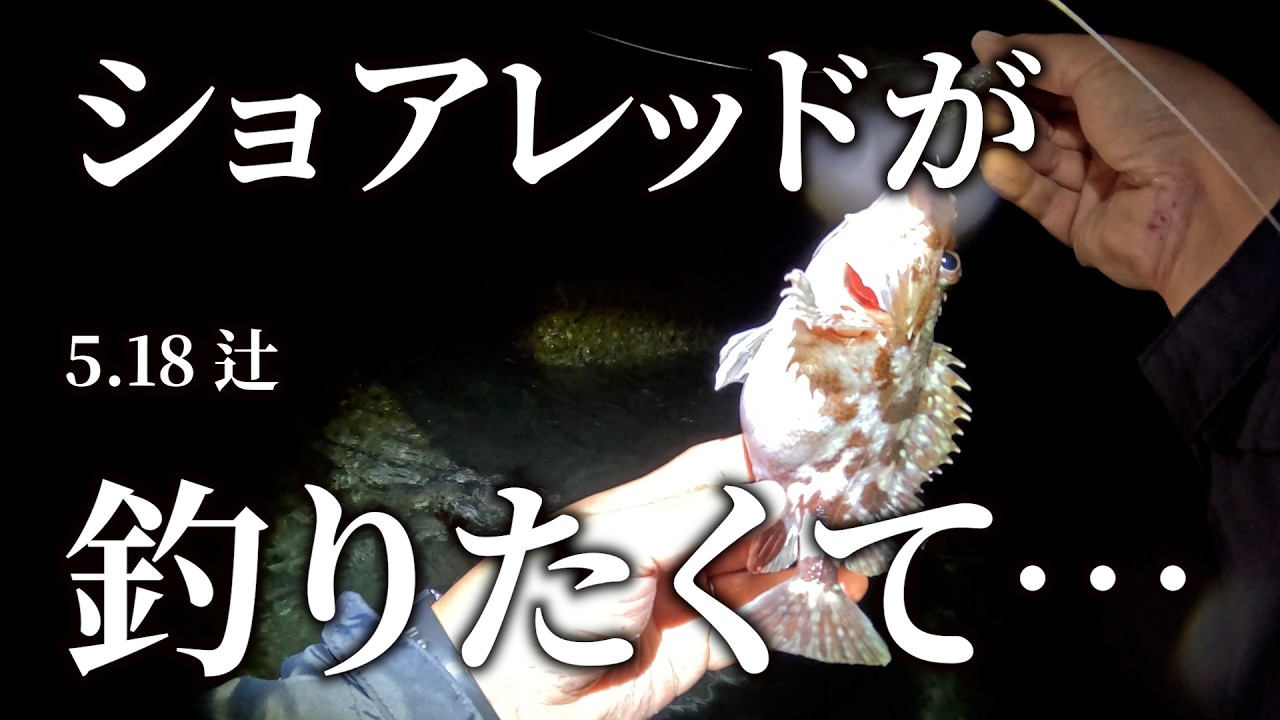 【富山サーフ】ショアレッドが釣りたくて…