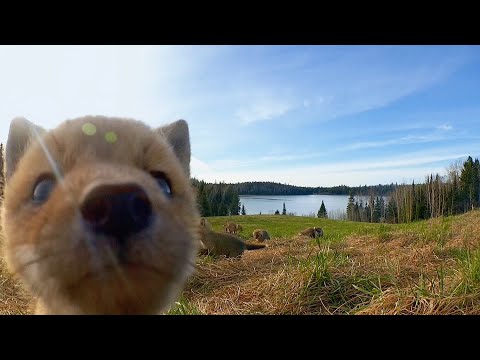 Adorable critters find the hidden spy cam | #HelloSpringCBC