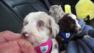 Aussiedoodles going for car rides