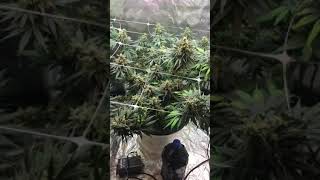 Do You Even Grow Bro ...Done Deal