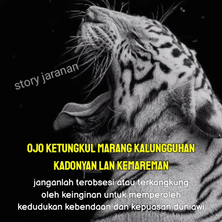 story wa macan putih