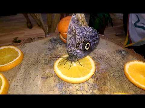 Video: Kuris Geriau Pirkti Apelsinų Sultis