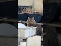 Những mặt mèo an nhiên đến nhà Cám xin ăn #cuocsonglangque #nhacam #mèohoangđẹp #cats #langque