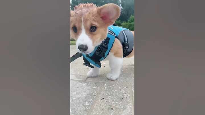 Funniest & Cutest Corgi Puppies #3  -  Funny Corgi Puppy Videos 2021 #shorts