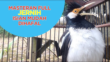 MASTERAN MEWAH UNTUK JALAK SUREN SUARA UNIK KOMPLIT FULL ISIAN