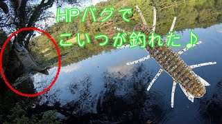 【HP BUG】このコは何でも食べる子ちゃん（苦笑）【バスワンXT】
