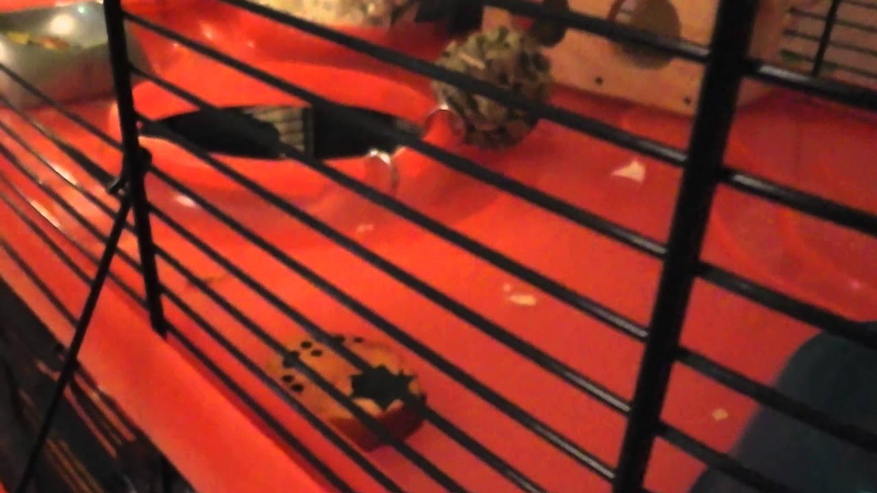 lolly vomito instagram Hamster Cage Tour (Request)