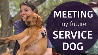 Meeting My Future Service Dog! [CC] by Mars Service Dog 2,519 views 2 years ago 5 minutes, 23 seconds