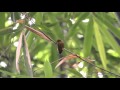 Rufous Piculet, (Sasia abnormi).