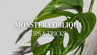 Monstera Obliqua Care Guide — The Rarest Monstera Explained (Real vs Fake)