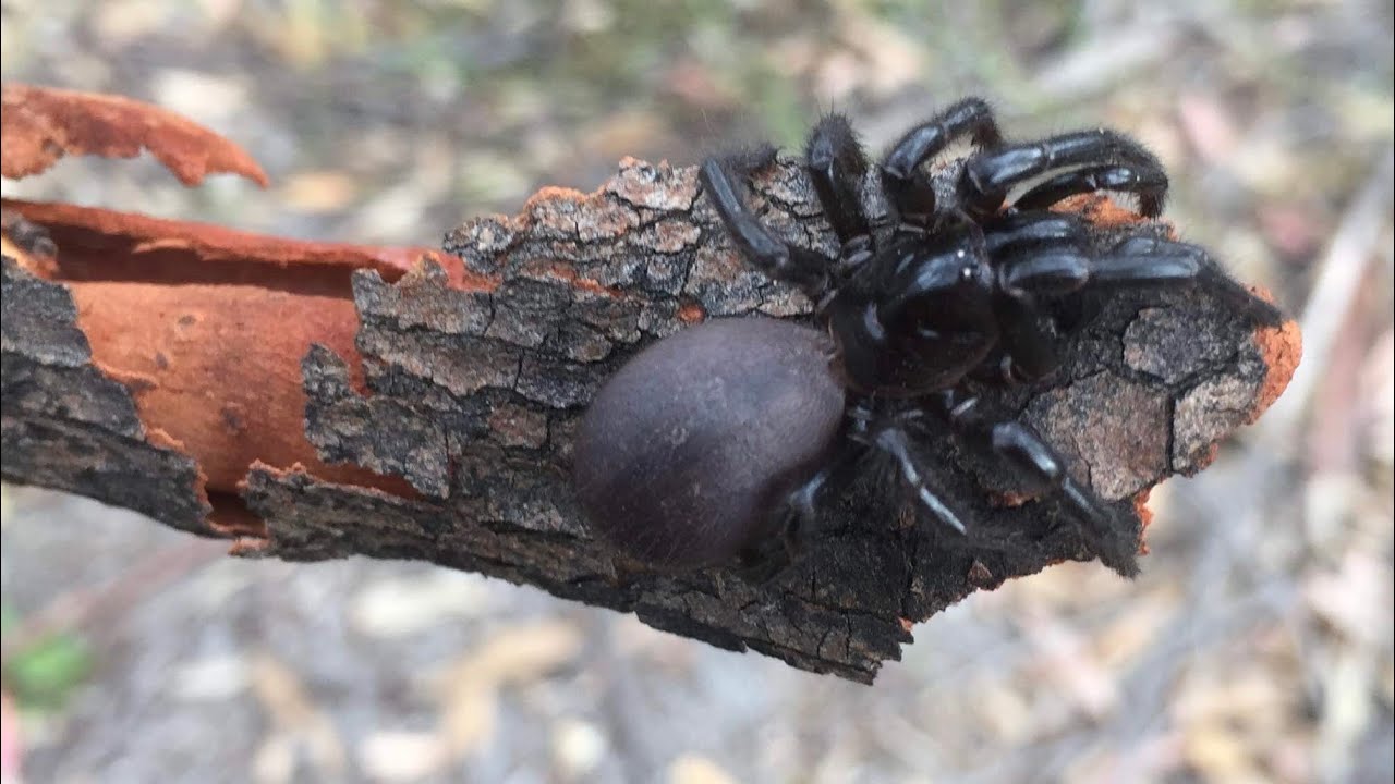 A FUNNEL WEB  SPIDER  ENCOUNTER 🕷 