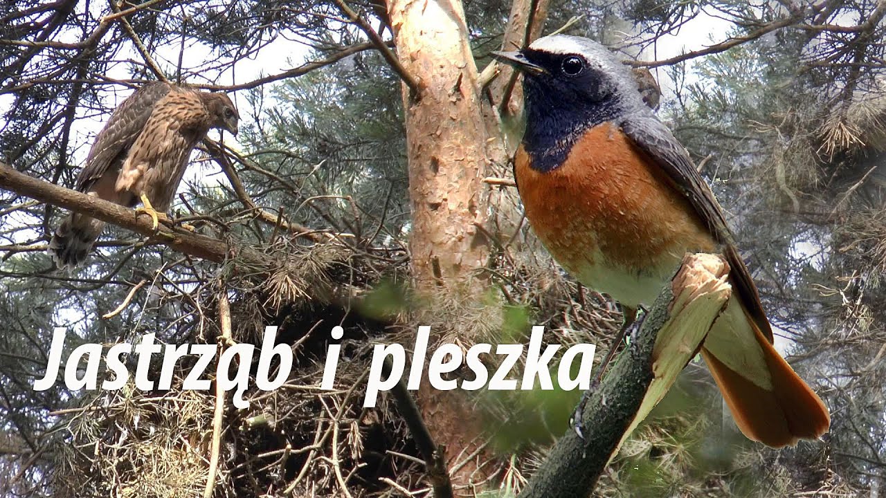 Jastrząb Accipiter gentilis i pleszka Phoenicurus phoenicurus