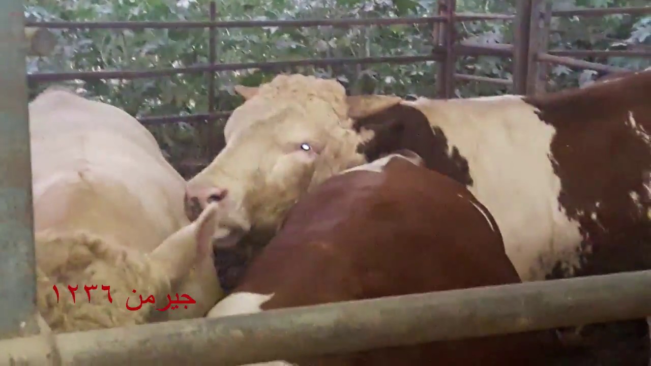 مزارع عجول سمنتال وبلجيكي وهولندي فى فلسطين