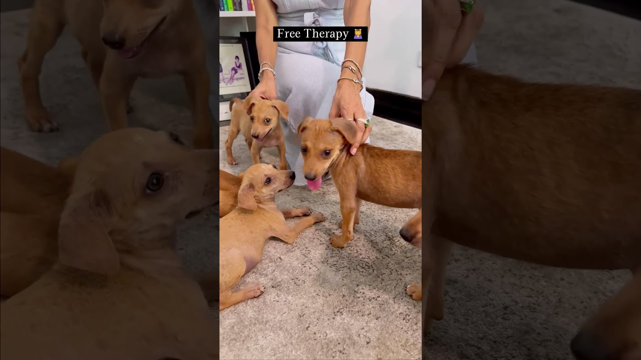 Puppies are the best free therapy | Adoption Day happening this Saturday 10th June @ 38, Dickmans rd