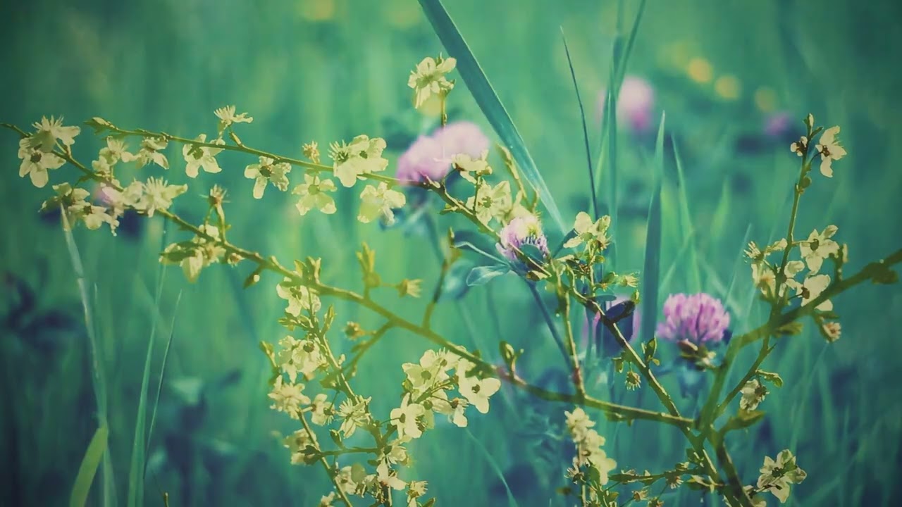 Watch Flora - Neuhaus on YouTube Watch Flora - Neuhaus on YouTube