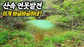 위성지도로 경기도 산속에서 작은 소류지를 찾았는데 이 녀석이 바글바글 하네요? 이런곳은 또 처음이네